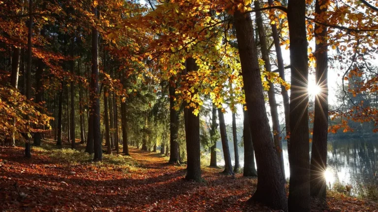 Kruklanki z Giżycka - Sapina, lasy i aktywny dzień